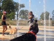 Dog catching water in mouth