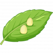 An illustration of two monarch butterfly eggs on a leaf.