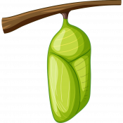 An illustration of a monarch butterfly chrysalis hanging from a twig.