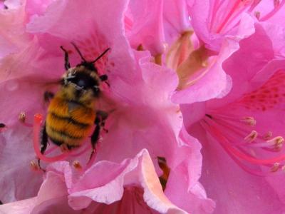 Bee in a pink flower